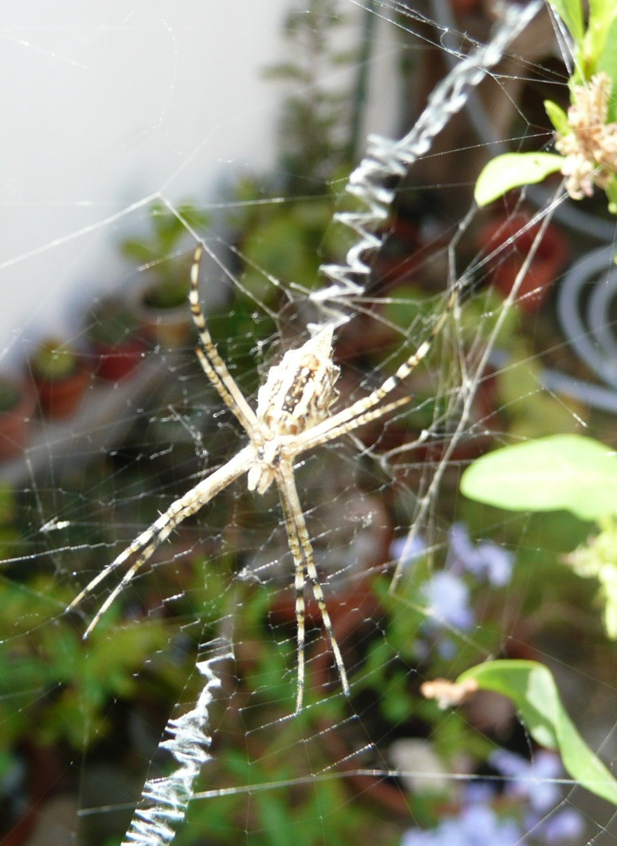 Argiope bruennichi